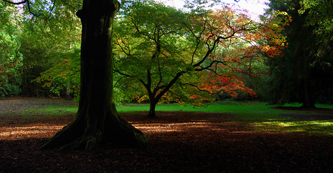 Tree_Westonbirt0095opt