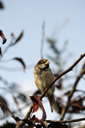 james-goodchild.Male-Sparrow