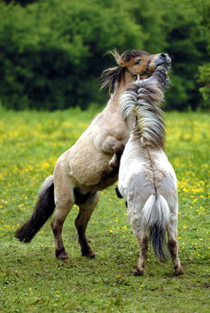 Horses-Ponies20070526-(33)opt