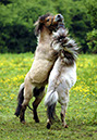 Horses-Ponies20070526-(34)opt