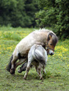 Horses-Ponies20070526-(35)opt