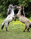 Horses-Ponies20070526-(39)opt